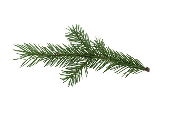 christmas tree branch on a white background