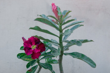 Close up beautiful Adenium Obesum or desert rose flower as the tropical flower is Blooming, pink and white color. multi petal