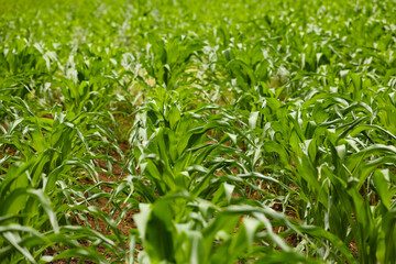 Fototapeta na wymiar green corn agriculture field in India