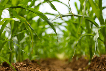 green corn agriculture field in India