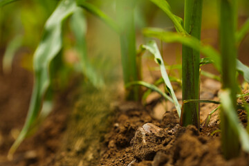 green corn agriculture field in India