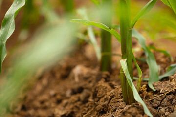 green corn agriculture field in India