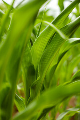 green corn agriculture field in India