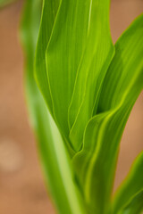 Close view of green corn leaf at agriculture field.