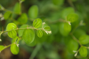 close view of green jujube leaf