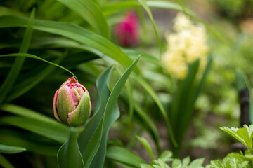 tulip in the garden