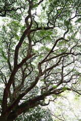 Beautiful fresh green  foliage - nurture abstract backgrounds.