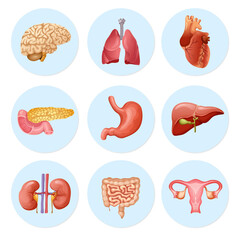 Human organs. Anatomy