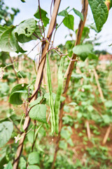 green beans grow fresh in the plantation