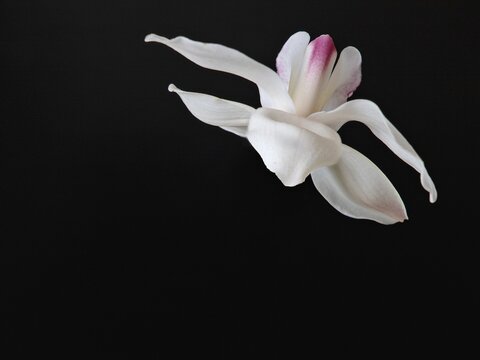 Beautiful orchid flower on a black background
