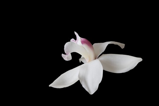 Beautiful orchid flower on a black background