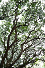 Beautiful fresh green  foliage - nurture abstract backgrounds.