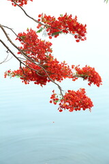 Royal poinciana, Gulmohar flowers on the branch of tree. beautiful nature abstract image.
