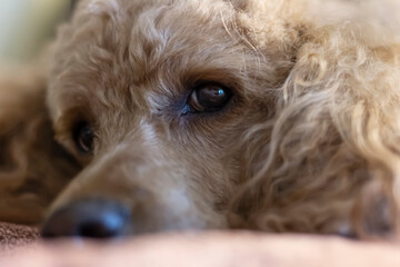 Fototapeta premium Poodle's eyes and nose close-up. The face of a dog lying on the bed.