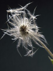 seeds of Pasque flower  with fluffy blow-balls against sunlight