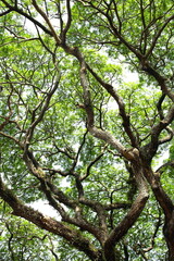 Fresh green old tree  branches foliage on a bright day light. 