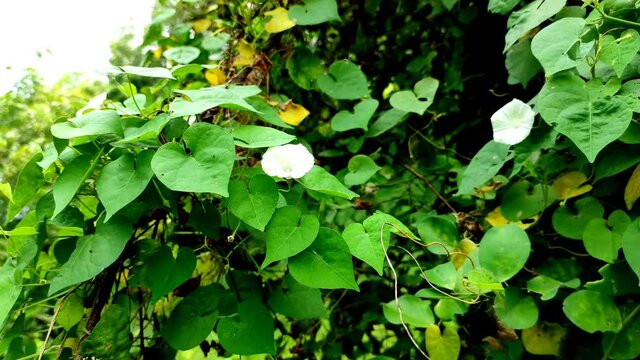 Beautiful white flowers of hedge bindweed in the forest