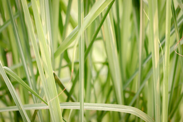 Fresh green grass growing in the garden Spring time