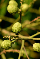 Dimocarpus longan flower, commonly known as the longan, is a tropical tree species that produces edible fruit. 