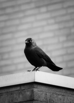 Black bird chew in city as black and white picture 