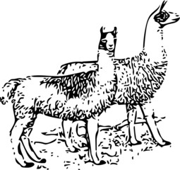 Llamas vector illustration in black and white