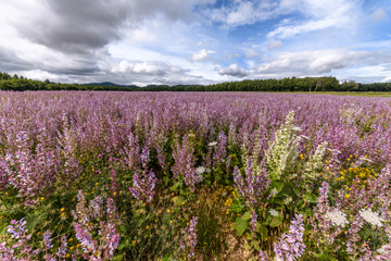 Fototapeta na wymiar Fields of clary sage (Salvia sclarea), perfume plants cultivated in Provence.