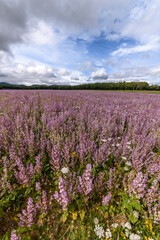 Fototapeta na wymiar Fields of clary sage (Salvia sclarea), perfume plants cultivated in Provence.