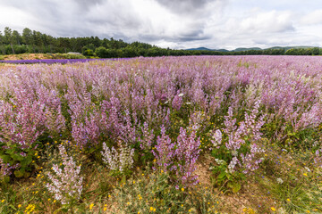 Fields of clary sage (Salvia sclarea), perfume plants cultivated in Provence.
