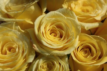 yellow roses background