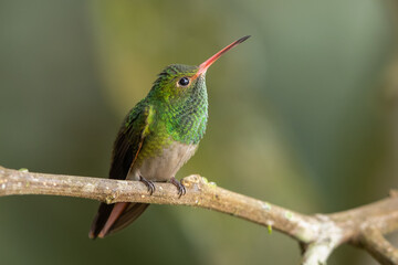 Rufous-tailed hummingbird perched on a branch