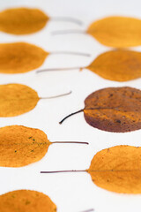 Flatlay composition autumn yellow leaves white relief background view perspectiv