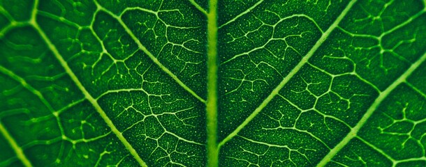 close up line art pattern of dark green tropical foliage, nature background, blurred photo.