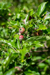 A vertical shot of a growing apple branch in the sun
