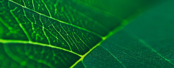 close up line art pattern of dark green tropical foliage, nature background, blurred photo.