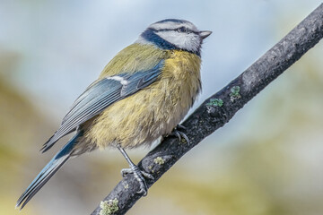 Blaumeise im Sonnenschein