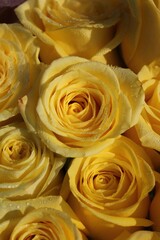 bouquet of bright yellow roses in full bloom 