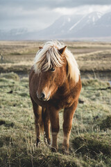 Icelandic horse on the field, Iceland