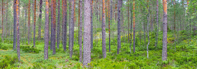 Northern coniferous forest panoramic landscape. Pine forest, nature green woods