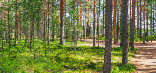 Path in beautiful coniferous forest. Northern forest panoramic landscape. Pine forest, nature green woods, sunlight