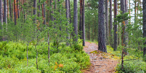 Pine forest, nature green woods. Path on mountain in beautiful coniferous forest. Northern forest panoramic landscape