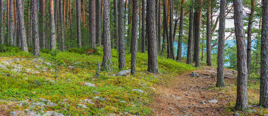 Obraz premium Pine trees and moss on mountain, panoramic view. Path to Ladoga Lake in national park, Karelia. Wild forest panorama. Ecology summer beautiful background