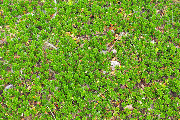 Fototapeta premium Sianmarja. Green plant bearberry or Arctostaphylos uva ursi, top view