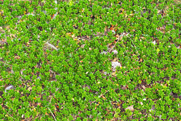 Sianmarja. Green plant bearberry or Arctostaphylos uva ursi, top view
