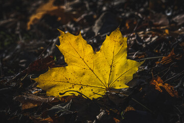 Leuchtendes Herbstlaub
