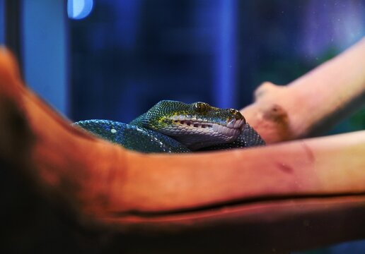 Green python, or tree python (Latin. Morelia viridis) - Rhombic python species in the python family Pythonidae 