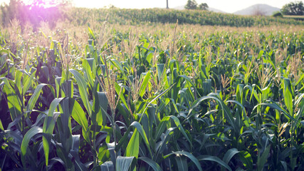 green corn field in agricultural garden and light shines sunset in the evening Mountain background. Corn field.
