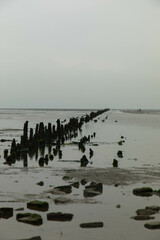 Black and white photography of  with old damaged wooden breakwater poles by low tide on the Wadden Sea. Wadden Sea National Park, Netherlands.