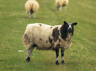 Obraz premium Spotted sheep on grassy dyke in dutch province of friesland in the netherlands, Close up.