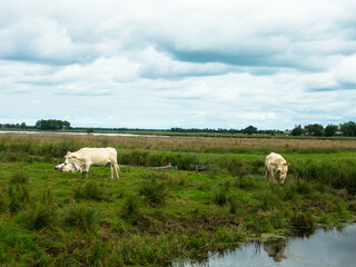 White cows and a impressive charolais bull standing on green grass in a meadow. Netherlands