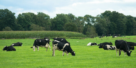 Black and white holstein friesian cattle grazing on the green meadow in summer, Netherlands